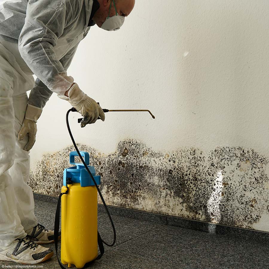 Schimmelbeseitigung Schimmelbeseitigung